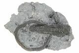 Fossil Crinoid (Halysiocrinus) - Monroe County, Indiana #231993-1
